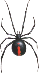 redbackspider77.gif