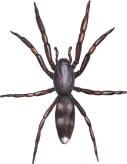 whitetailspider127.gif