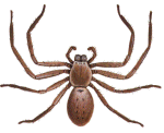 Huntsman Spider