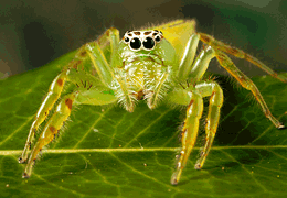 Jumping Spiders Spider Chart Venomous Or Dangerous