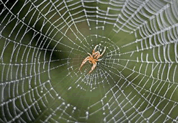 Garden Orb Weaving Spiders Spider Chart Venomous Or Dangerous