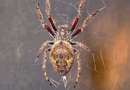 Garden Orb Weaving Spiders Spider Chart Venomous Or Dangerous