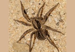 Wolf Spiders Spider Chart Venomous Or Dangerous