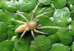 Yellow Sac Spiders Spider Chart Venomous Or Dangerous