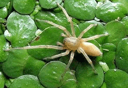 Yellow Sac Spiders Spider Chart Venomous Or Dangerous